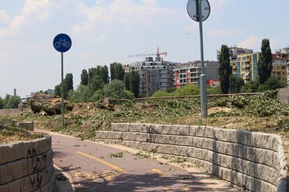 Премахват опасните тополи край Марица