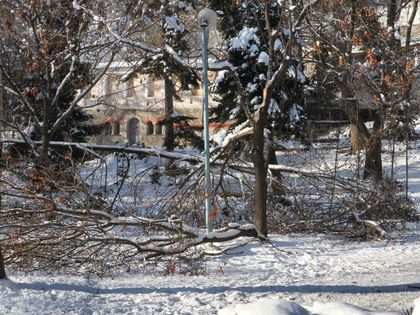Внимание: Рухнали дървета и прекършени клони под Альоша