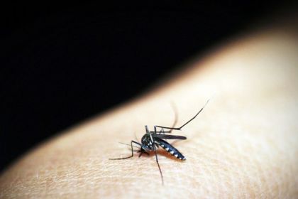 Ако почивате в Гърция това лято, пазете се от комари, носят опасна болест