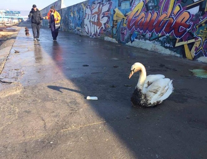 Лебед бере душа до Морската гара във Варна, омазан с мазут, вижте (Снимки)