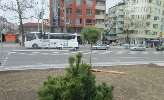 Откраднаха колове на току-що засадени дръвчета на 